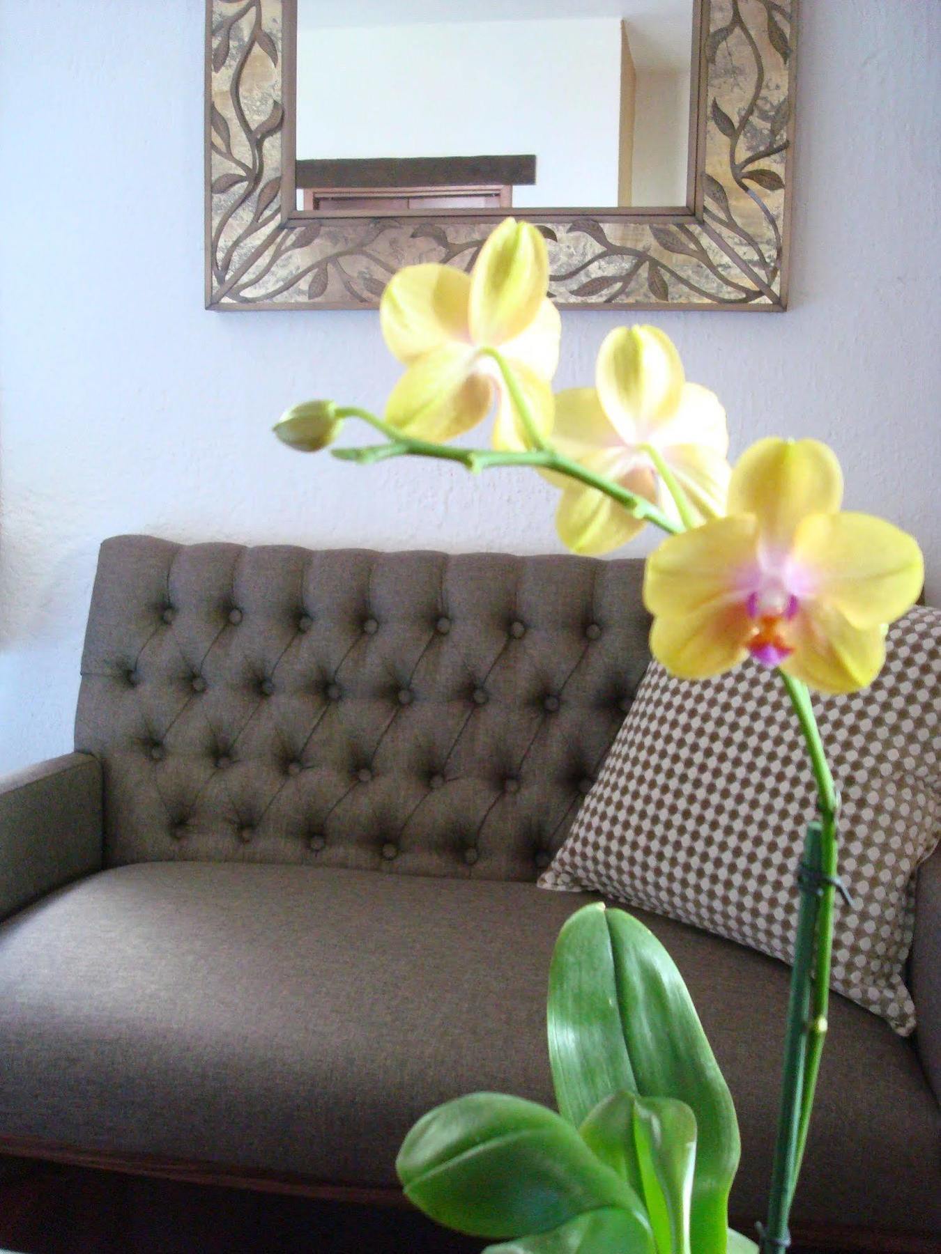 Casa Embrujo Morelia - Boutique Ngoại thất bức ảnh